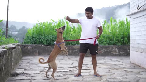 This compilation of smart amazing & unbelievable dogs will leave you astonished