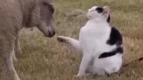 funny animal friends 🐔🐕🐈