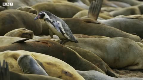 Penguins Crowd Surf Over Hundreds of Sea Lions | 4K UHD | Seven Worlds One Planet | BBC Earth