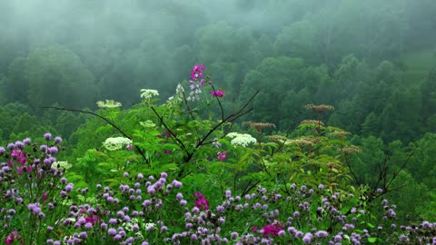 Rain Sounds with Tibetan Singing Bowls