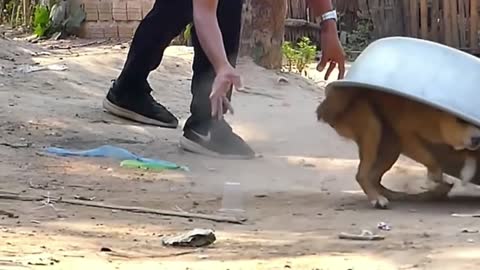 Troll Prank Dog Funny & fake Lion and Fake Tiger Prank To dog & Huge Box Prank to dog