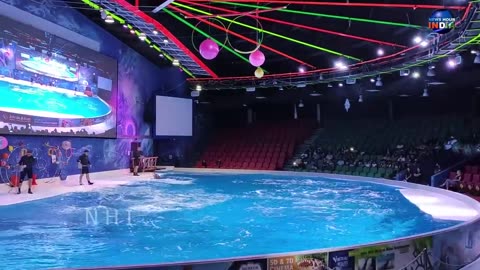 Dolphin Show in Dubai FULL VIDEO | Sea World's Dolphin Show Live