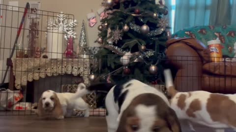 Basset Hound Puppies Lick Camera