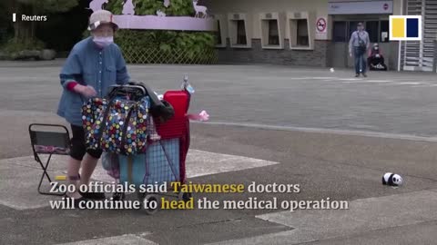 Critically ill panda in Taiwan prom