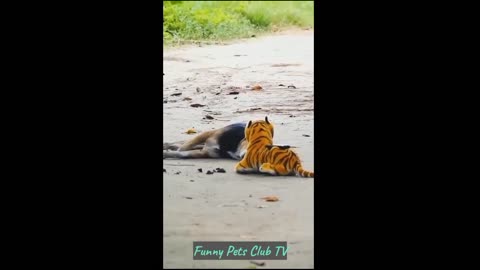 Funny Animal Videos 🤣 Funniest Cats and Dogs Videos#