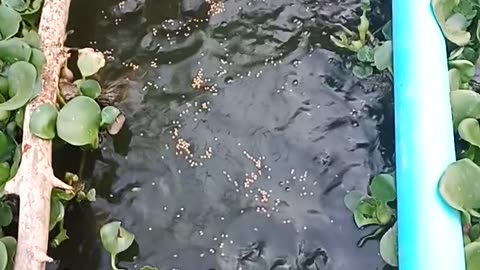 After work, give some food to the fish in the small pond.