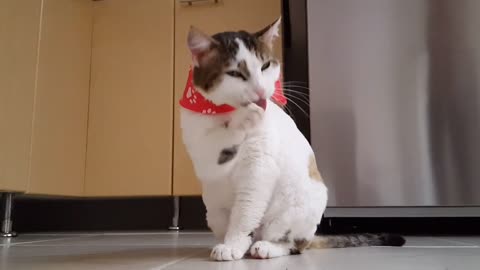 Cute Cat 🐈 Funny Video