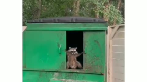 Trash Raccon