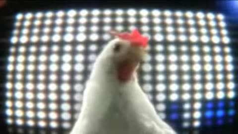 G-Geco chicken song