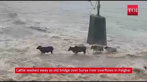 Cattle washed away as old bridge over