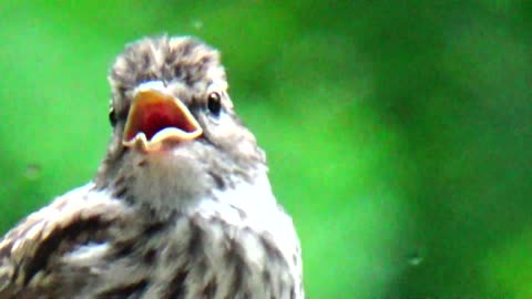 Chirping Sparrows Feeding