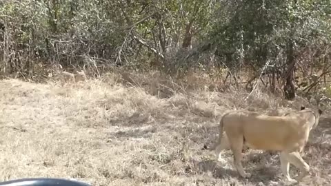 Daring Rescue: Mother Buffalo Defends Her Calf from Lion Attack