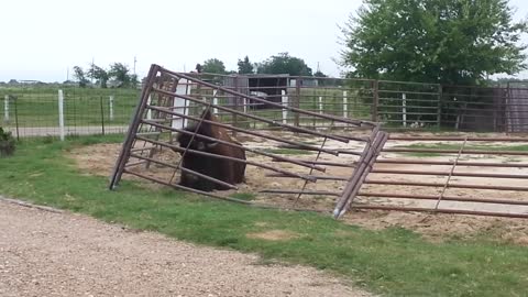 how a bison fixes a fence