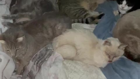 Bed loving cats