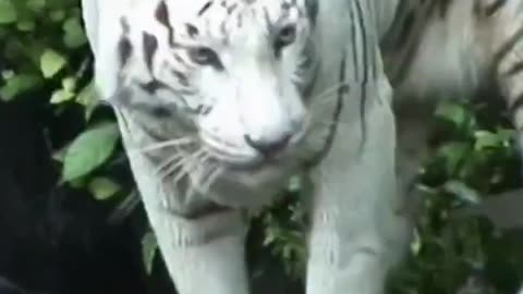 Beautiful White Tiger #shortvideo