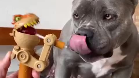 Comprei um Brinquedo Novo para Minha American Bully