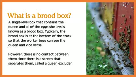 What are Brood Boxes?