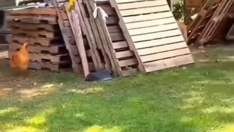 Funny animal video| Dog vs Hen