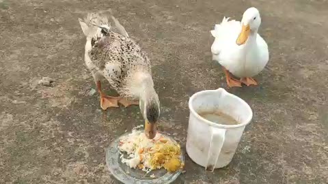 Duck Eating Video / Funny duck video /ducks eating Time video