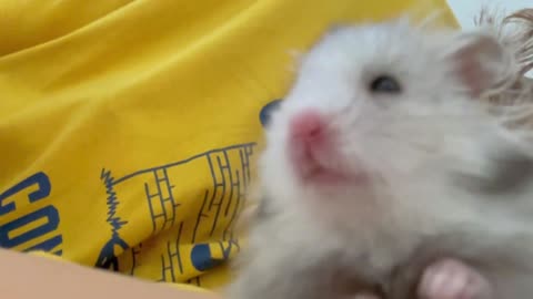 Cute hamster