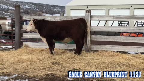 Eagle Canyon Herefords 2022