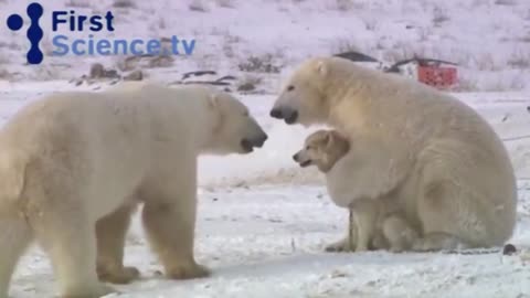 Polar bears and dogs playing