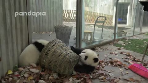 Panda cubs and nanny Mei’s war Ⅱ