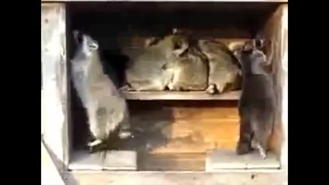 Funny raccoons