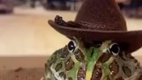 The Only Cowboy Frog In The World