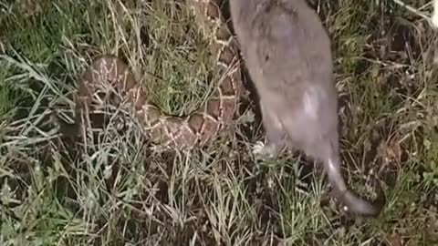 porque esse pequeno animal mata a cobra cascavel