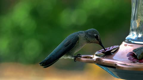 Beautiful Birds 🐦🕊️