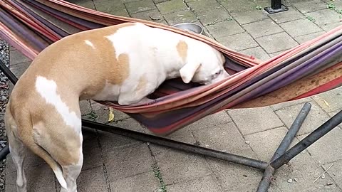 Lucy Loves Her Hammock