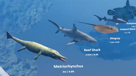 Sea Creatures Size Comparison | 3d Animation Comparison | Real Scale Comparison