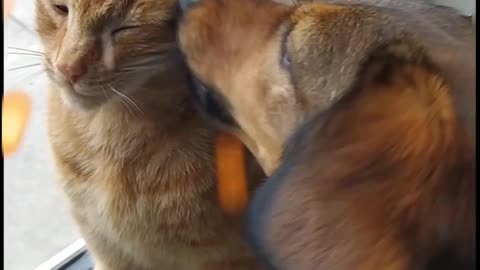 Ginger cat is fuming with anger because cute dog is annoying him