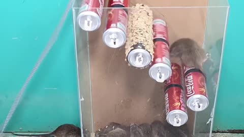 Best trap mouse idea/mouse trap