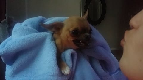 Crazy Chihuahua Angry When Sleepy Part 2