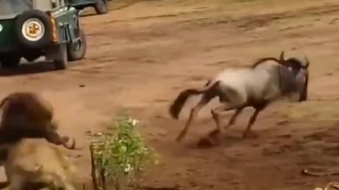 Lion vs Lioness Hunting