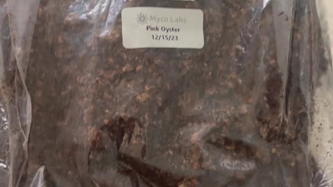 Pink Oyster Mushrooms grow kit breakup mycelium bad?@mycolabsusa4478 #mycology #mushrooms