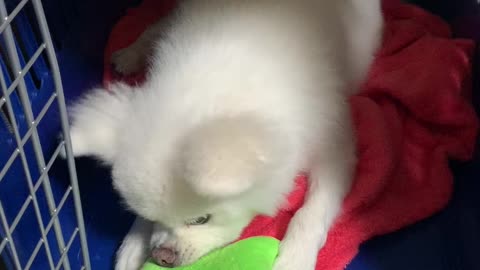 biting toys