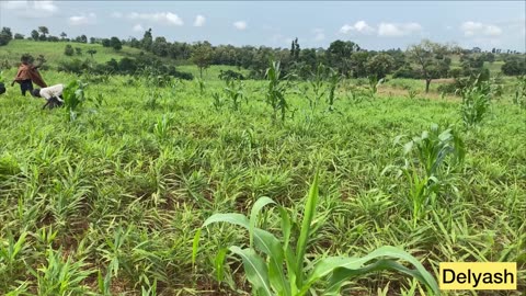 Soft Rot Disease Affecting Ginger In Africa