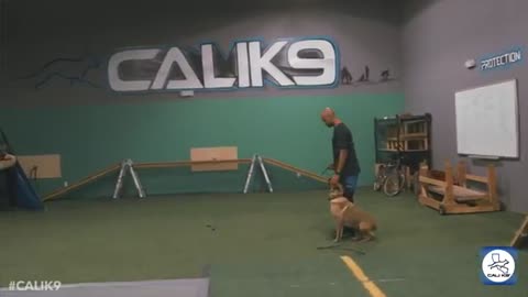 Modern dogs training techniques