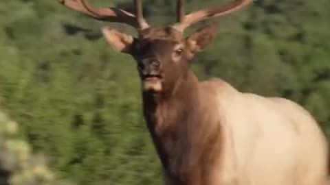 Nothing like a glunking Bull Elk!