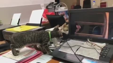 Two amazing cats watch Tom and Jerry, and wished that the cat could defeat the mouse