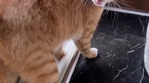 Cat fun video cat funy moment 🐈 🐈 🐈