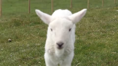 baby lamb going "meh" while the camera violently shakes