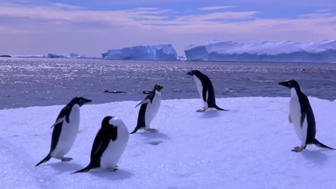 Adelie Penguin Slaps Giant Emperor Chick!