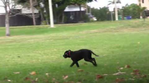 Positive Dog Training Instructional video