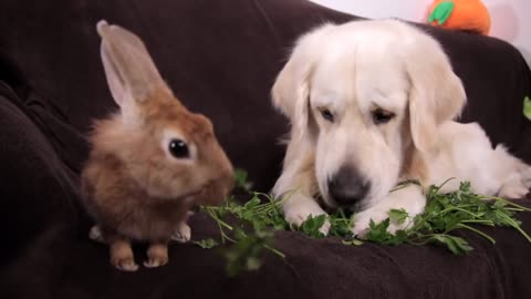 Dog and Rabbit are the Cutest Friends Eating Greens Together