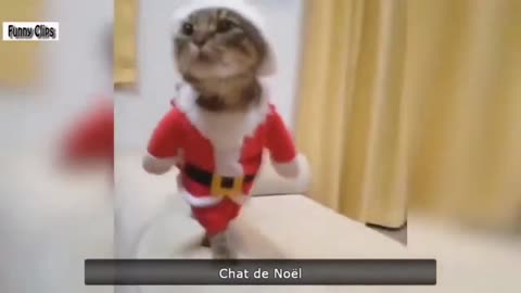 "Christmas Dress Cat and Cycle Racing - Funniest Video Compilation"