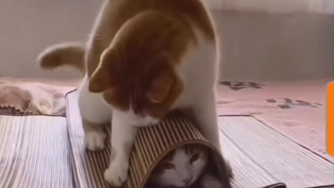 Fuuny Acts by Cute Cat 🐈 😻 🐈‍⬛️